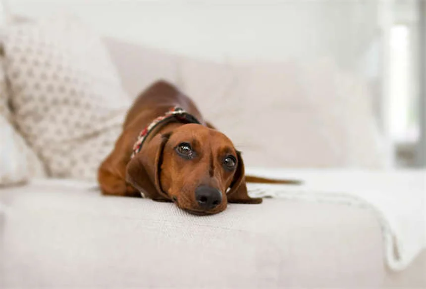 タカに犬はさらわれる？小型犬を猛禽類から守る5つの対策