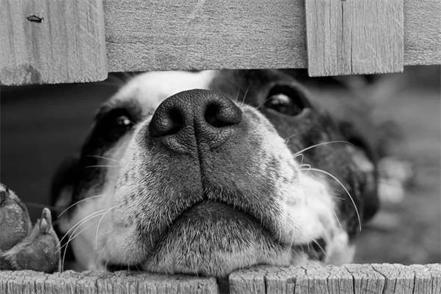 犬のルポイド爪異栄養症（SLO）とは？症状から治療・ケアまで完全解説
