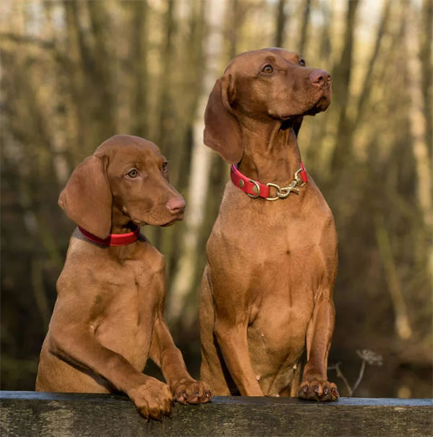 犬のルポイド爪異栄養症（SLO）とは？症状から治療・ケアまで完全解説