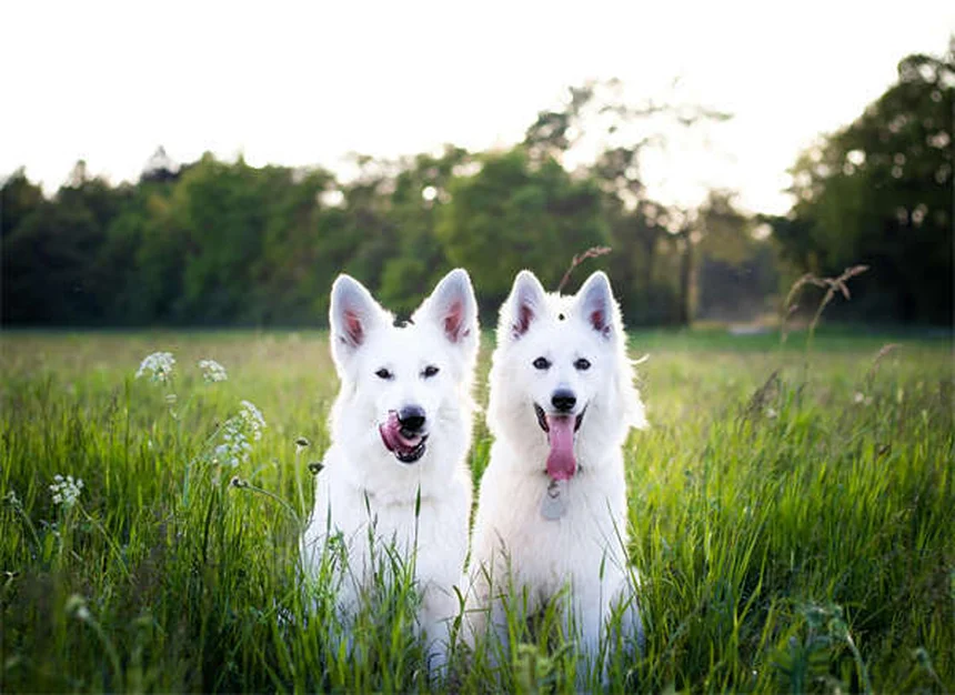 犬のルポイド爪異栄養症（SLO）とは？症状から治療・ケアまで完全解説