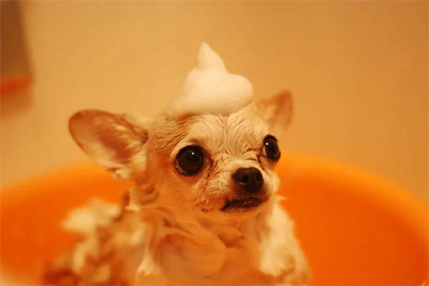 犬の感覚能力：気分・病気・天気まで感知する驚きのメカニズム