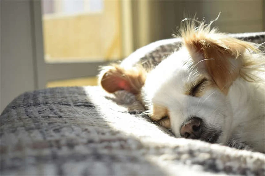 犬の感覚能力：気分・病気・天気まで感知する驚きのメカニズム