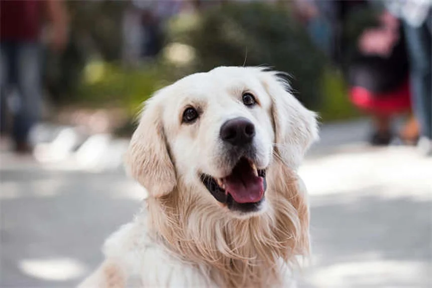 犬の口は人間より清潔？感染リスクと正しい口腔ケアの真実