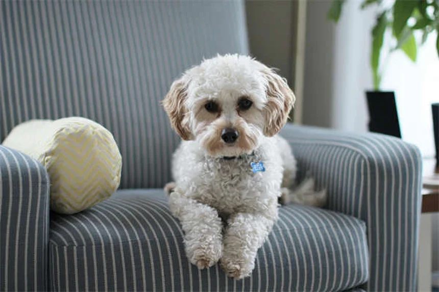 犬の口は人間より清潔？感染リスクと正しい口腔ケアの真実