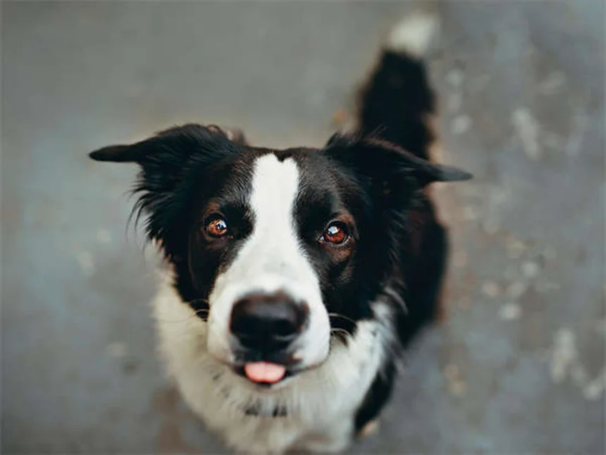 穏やかな犬種おすすめ14選｜性格や飼い方のコツを徹底解説