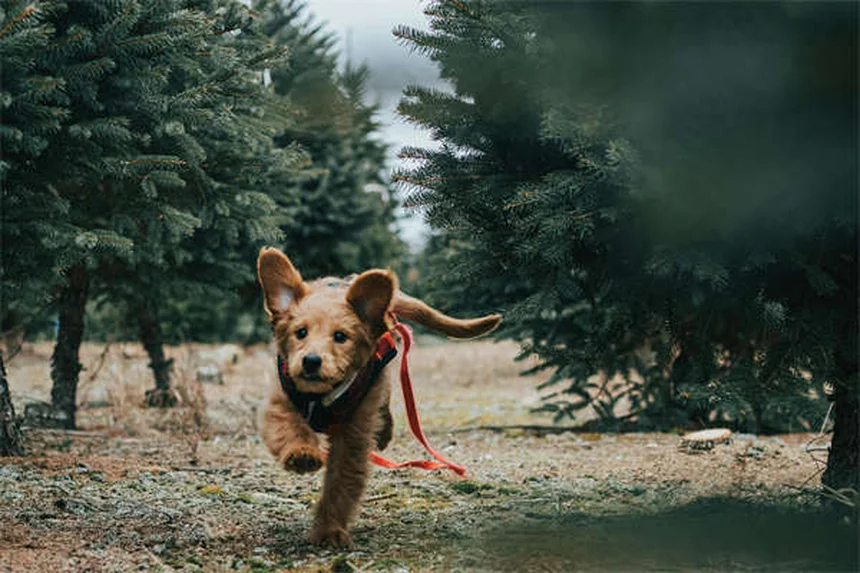【完全版】人気の小型犬25選！チワワから珍しい犬種まで、性格や飼い方のコツを徹底比較