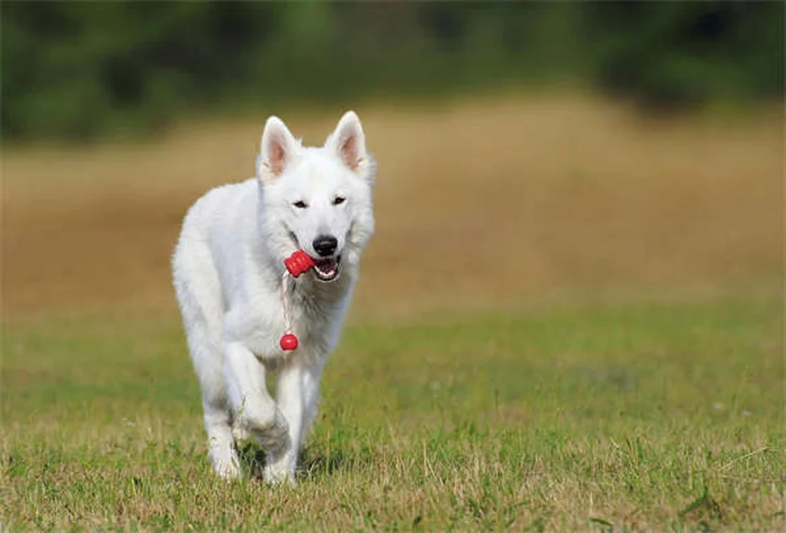 犬の良い市民（CGC）テストとは？合格がもたらす5つのメリットと完全対策