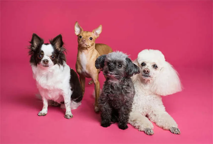 犬の良い市民（CGC）テストとは？合格がもたらす5つのメリットと完全対策