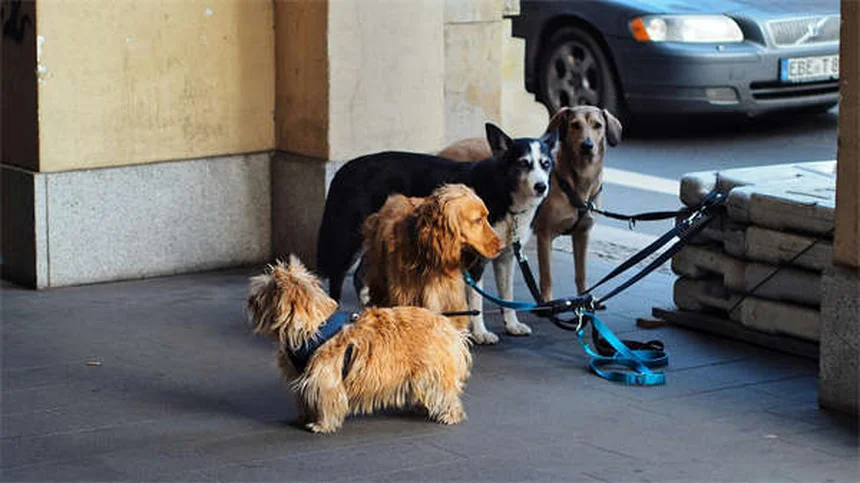 犬の良い市民（CGC）テストとは？合格がもたらす5つのメリットと完全対策