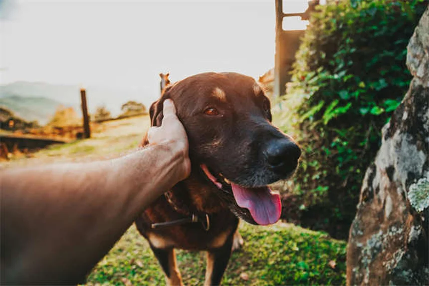 シェイキングパピー症候群とは？原因から治療、愛犬の震えとの向き合い方