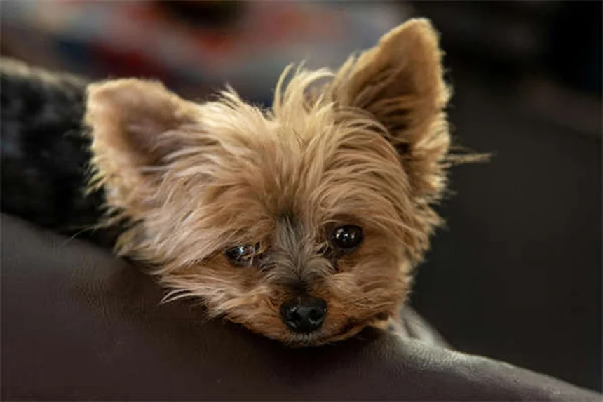 シェイキングパピー症候群とは？原因から治療、愛犬の震えとの向き合い方