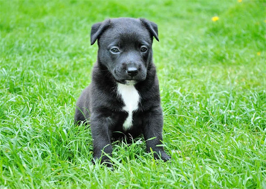 雷が苦手なペットを守る！飼い主が今すぐできる7つの安全対策