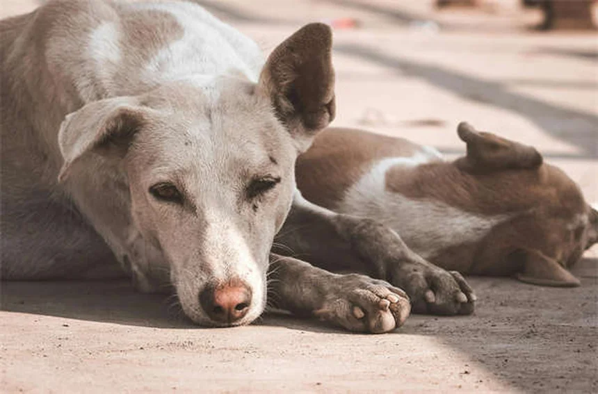 犬の痒みを止める5つの家庭療法｜獣医師が教える正しい対処法