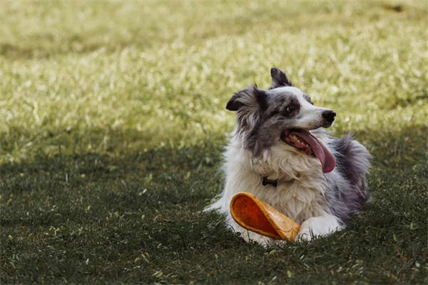 犬がなんでも怖がる原因と対処法｜愛犬の自信を育てる7つのステップ