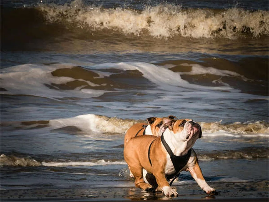 犬がなんでも怖がる原因と対処法｜愛犬の自信を育てる7つのステップ