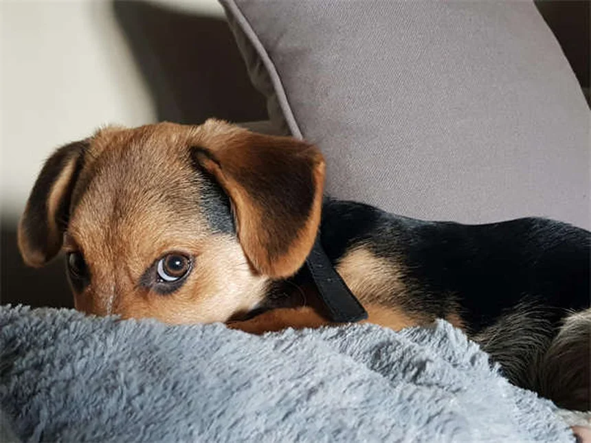 子犬の成長期：いつまで大きくなる？知っておくべき全て
