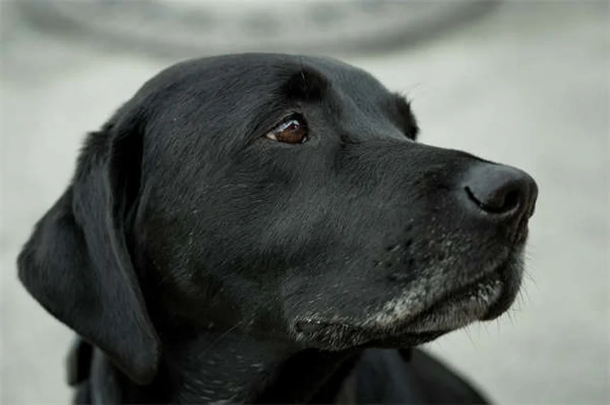 子犬の成長期：いつまで大きくなる？知っておくべき全て