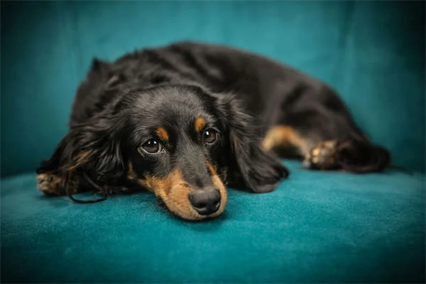 犬がサイレンで遠吠えする理由とは？愛犬の本能と対処法を解説