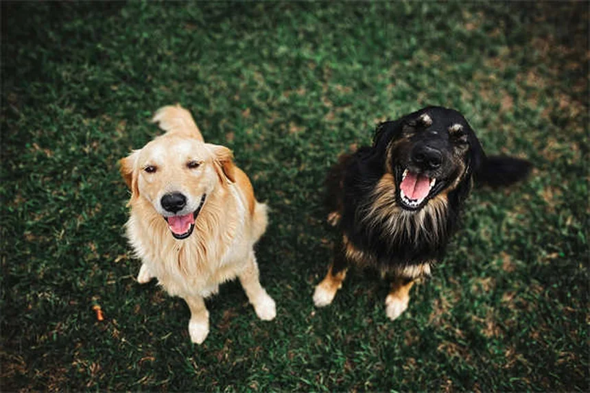 愛犬がベンゾジアゼピンを誤飲したら？すぐにできる緊急対処法