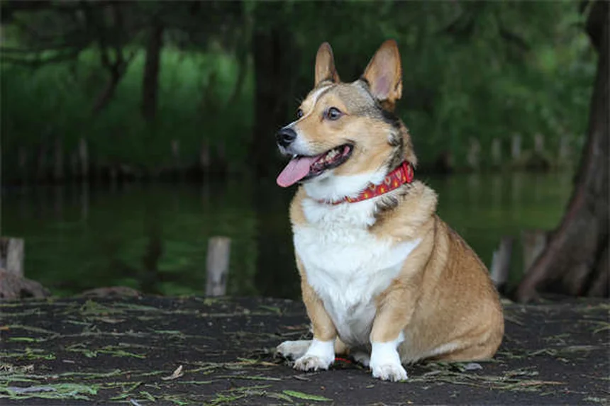 愛犬がベンゾジアゼピンを誤飲したら？すぐにできる緊急対処法