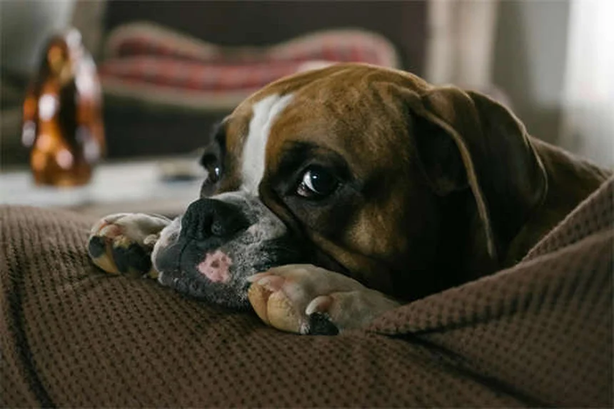 愛犬がベンゾジアゼピンを誤飲したら？すぐにできる緊急対処法