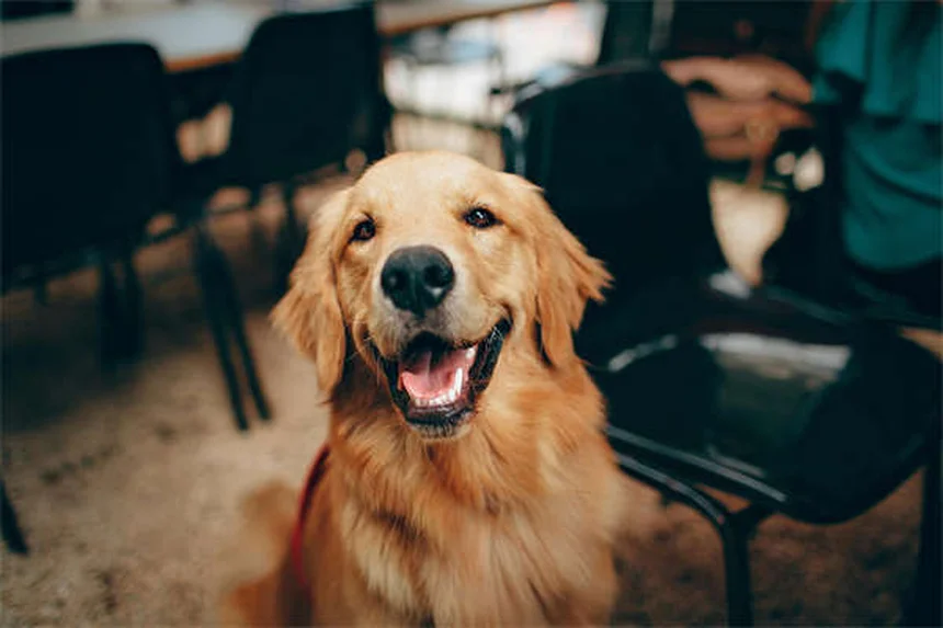 ペットのワクチンQ&A：犬と猫の予防接種、副作用、必要回数を獣医師が解説