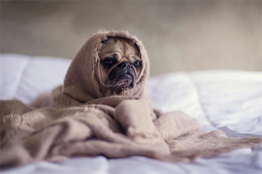 犬のしこりは大丈夫？良性・悪性の見分け方と獣医師の診断方法4つ