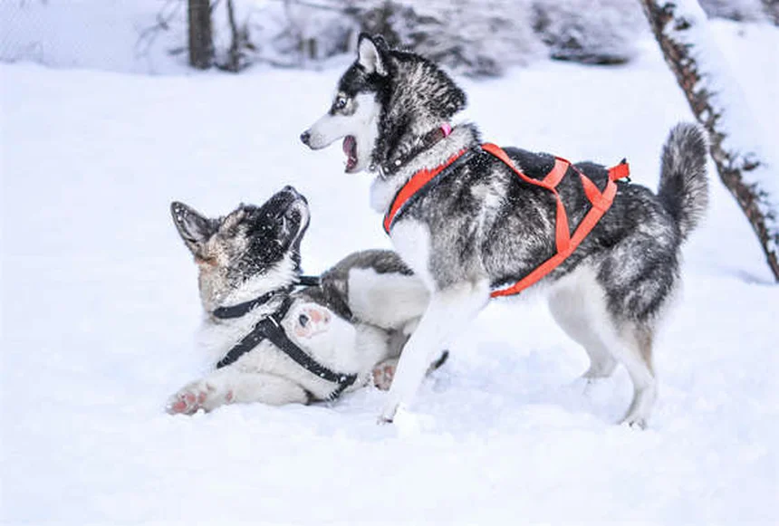 犬のうんちの処理方法｜正しい捨て方と絶対NGな方法5選