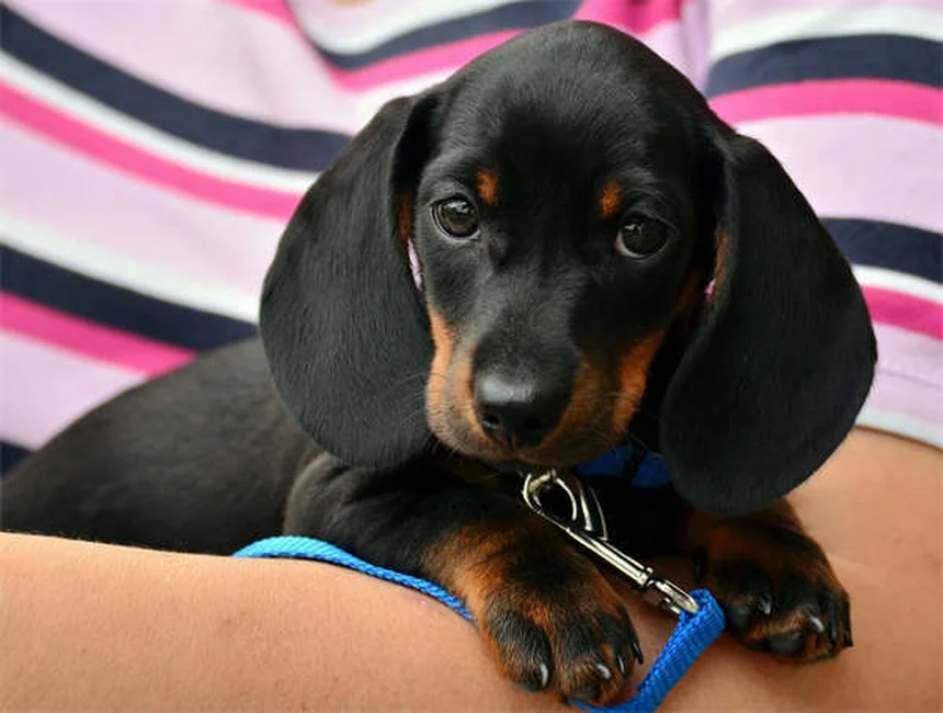 犬のノミを確実に駆除する方法｜予防から家の掃除まで完全ガイド