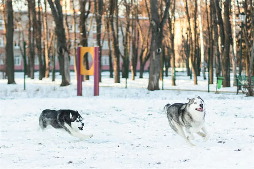 犬のノミを確実に駆除する方法｜予防から家の掃除まで完全ガイド