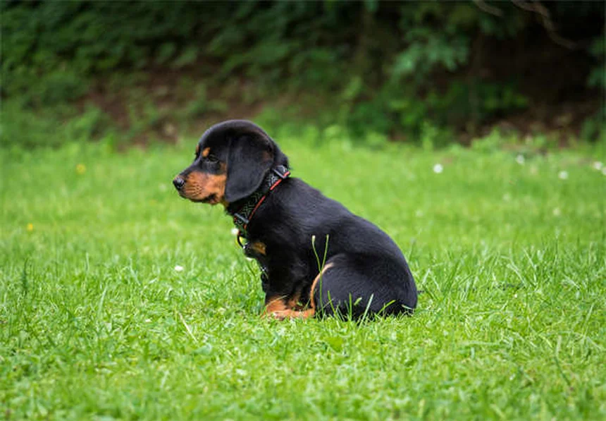 犬がドッグパークを嫌いな理由5つと愛犬に合った楽しい過ごし方