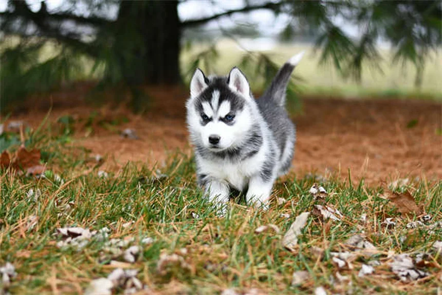 犬がドッグパークを嫌いな理由5つと愛犬に合った楽しい過ごし方