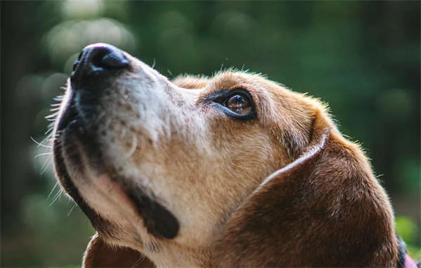 犬猫のアモキシシリン：安全な使い方と知っておくべき副作用5つ