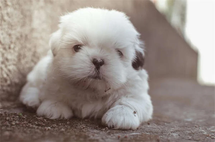 犬の尿失禁の原因と治療法｜愛犬が知らないうちにお漏らしする本当の理由