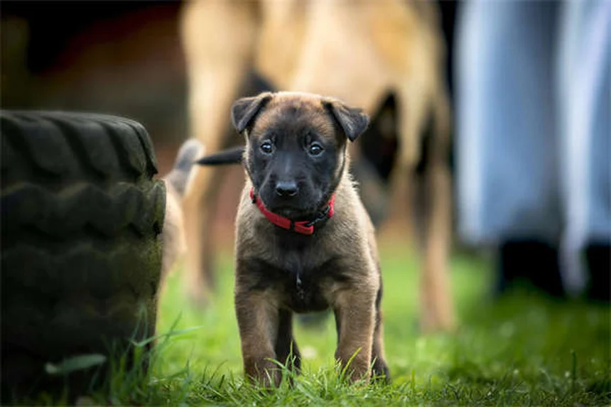 犬の尿失禁の原因と治療法｜愛犬が知らないうちにお漏らしする本当の理由